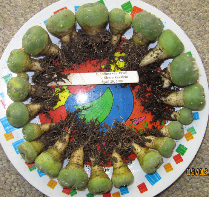 Lophophora Diffusa var. fricii year and a half old seedlings